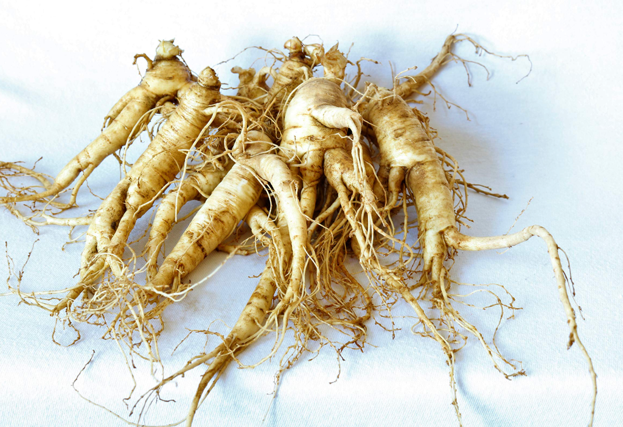 American Ginseng Root 西洋参