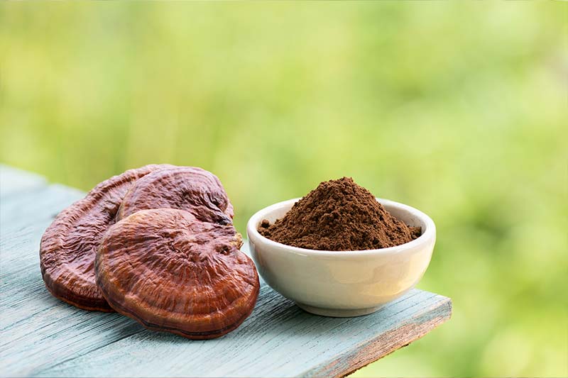 Reishi Mushroom Powder 灵芝粉